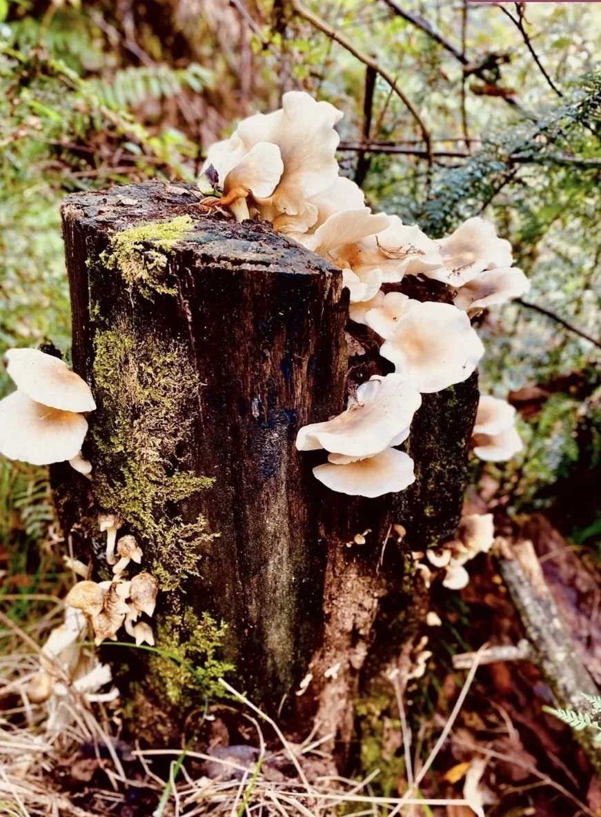 White fungi growing on a tree stump
