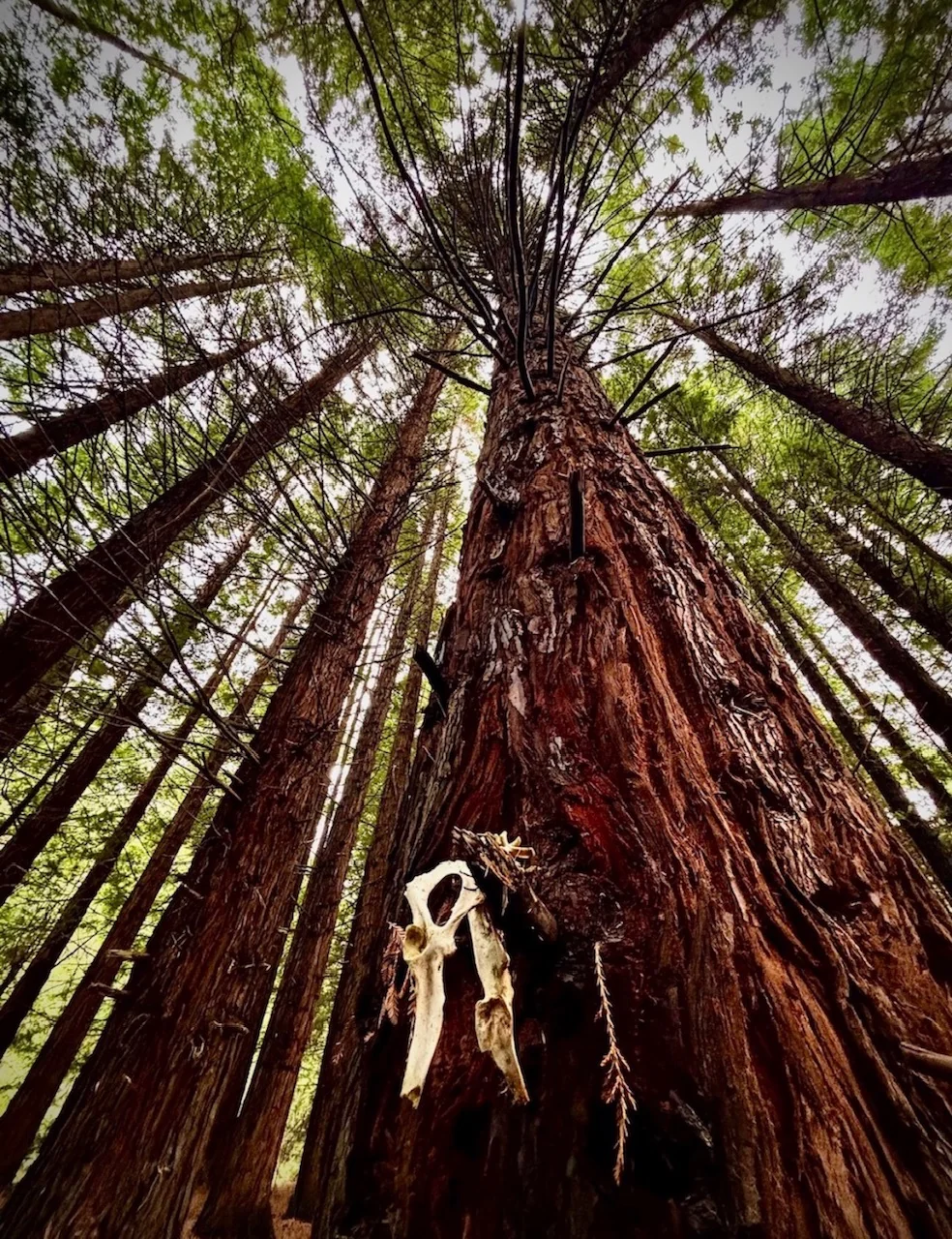 Tall trees in a forest