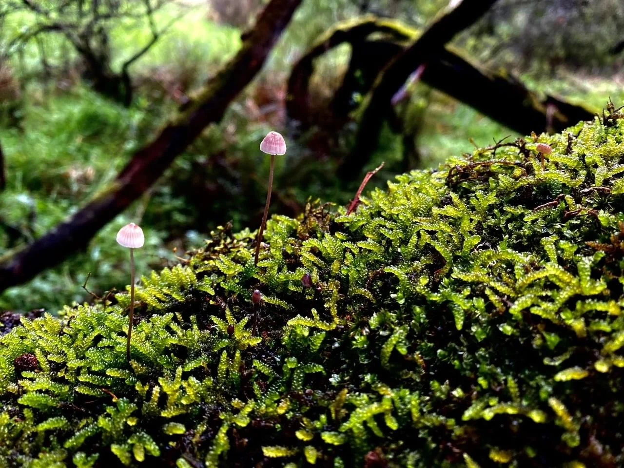 Small plants and moss growing on a tree branch