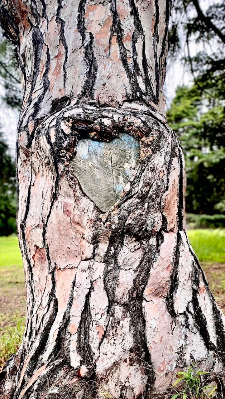A heart-shaped pattern in the bark of a tree